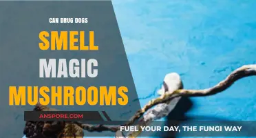 Can Drug Dogs Detect Magic Mushrooms? Uncovering the Truth