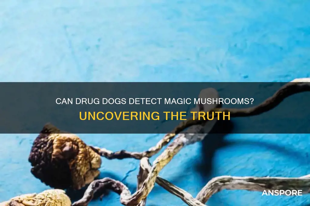 can drug dogs smell magic mushrooms