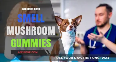 Can Drug Dogs Detect Mushroom Gummies? Exploring K9 Scent Abilities