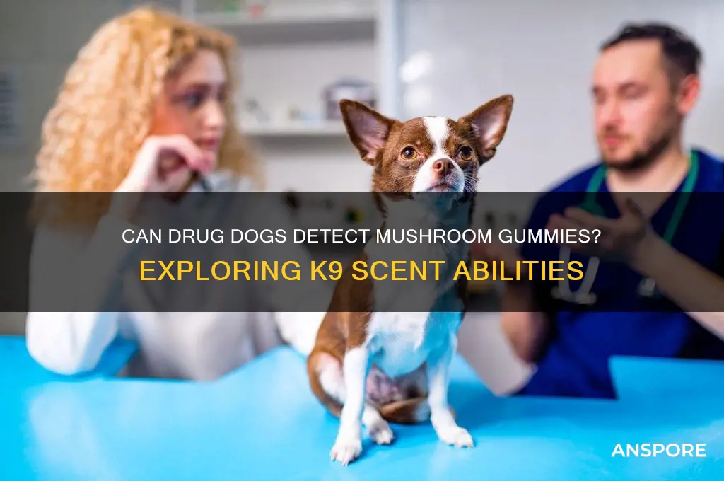 can drug dogs smell mushroom gummies