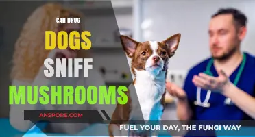 Can Drug Dogs Detect Mushrooms? Exploring K9 Capabilities and Limits