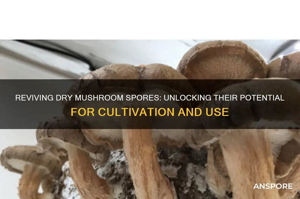 can dry mushroom spores be used