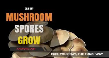 Can Dry Mushroom Spores Grow? Unveiling the Truth Behind Spore Viability