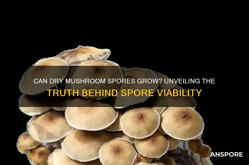 can dry mushroom spores grow