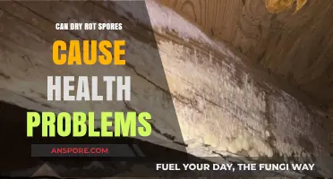 Dry Rot Spores: Uncovering Potential Health Risks and Concerns
