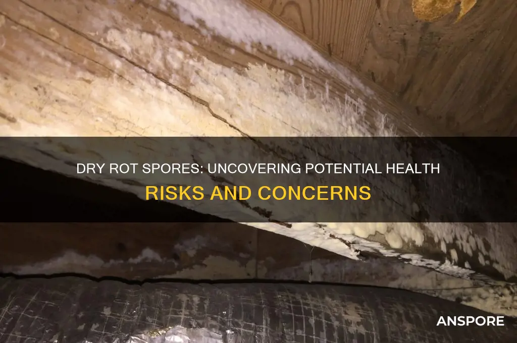 can dry rot spores cause health problems