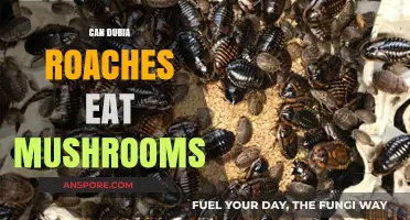 Can Dubia Roaches Safely Eat Mushrooms? A Dietary Guide