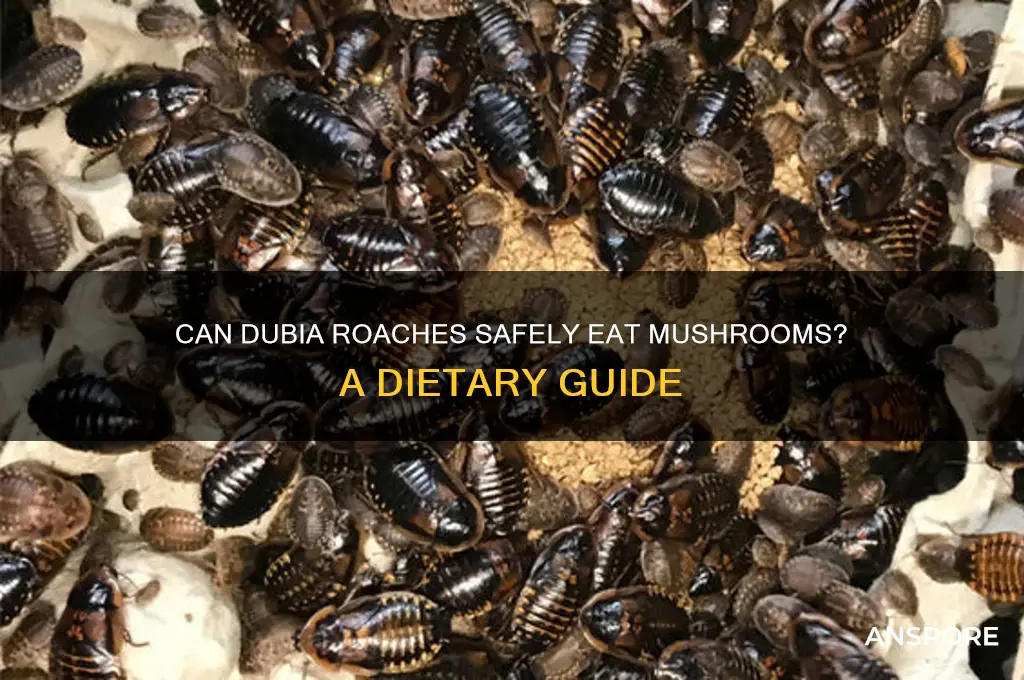 can dubia roaches eat mushrooms
