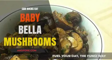Can Ducks Safely Eat Baby Bella Mushrooms? A Feeding Guide