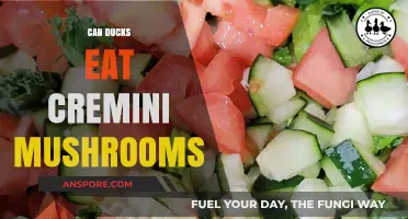 Can Ducks Safely Eat Cremini Mushrooms? A Feeding Guide