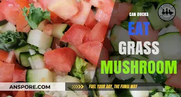 Can Ducks Safely Eat Grass and Mushrooms? A Dietary Guide