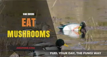 Can Ducks Safely Eat Mushrooms? A Complete Feeding Guide