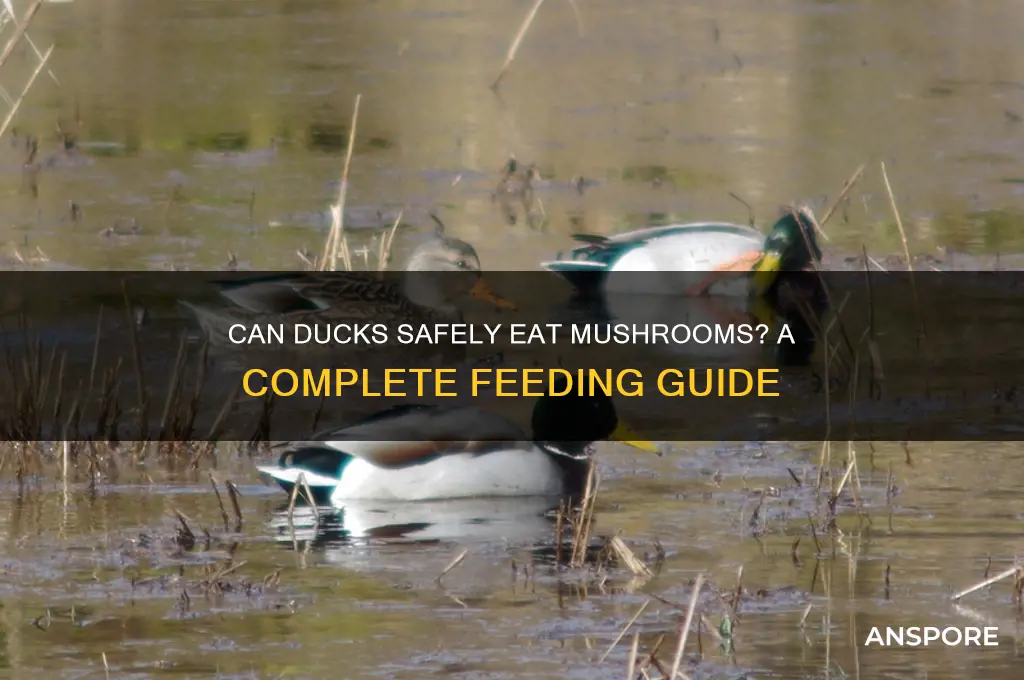 can ducks eat mushrooms
