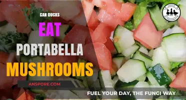 Can Ducks Safely Eat Portabella Mushrooms? A Complete Guide