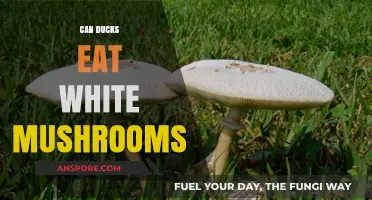 Can Ducks Safely Eat White Mushrooms? A Feeding Guide