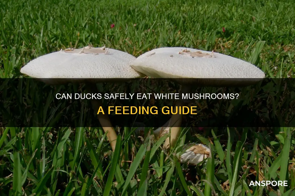 can ducks eat white mushrooms