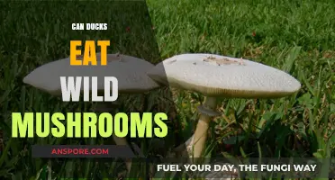 Can Ducks Safely Eat Wild Mushrooms? Risks and Guidelines
