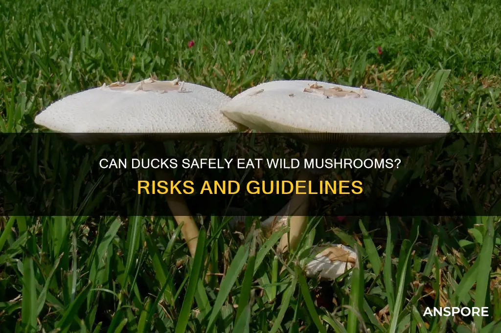 can ducks eat wild mushrooms