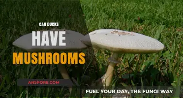 Can Ducks Safely Eat Mushrooms? A Comprehensive Guide for Owners