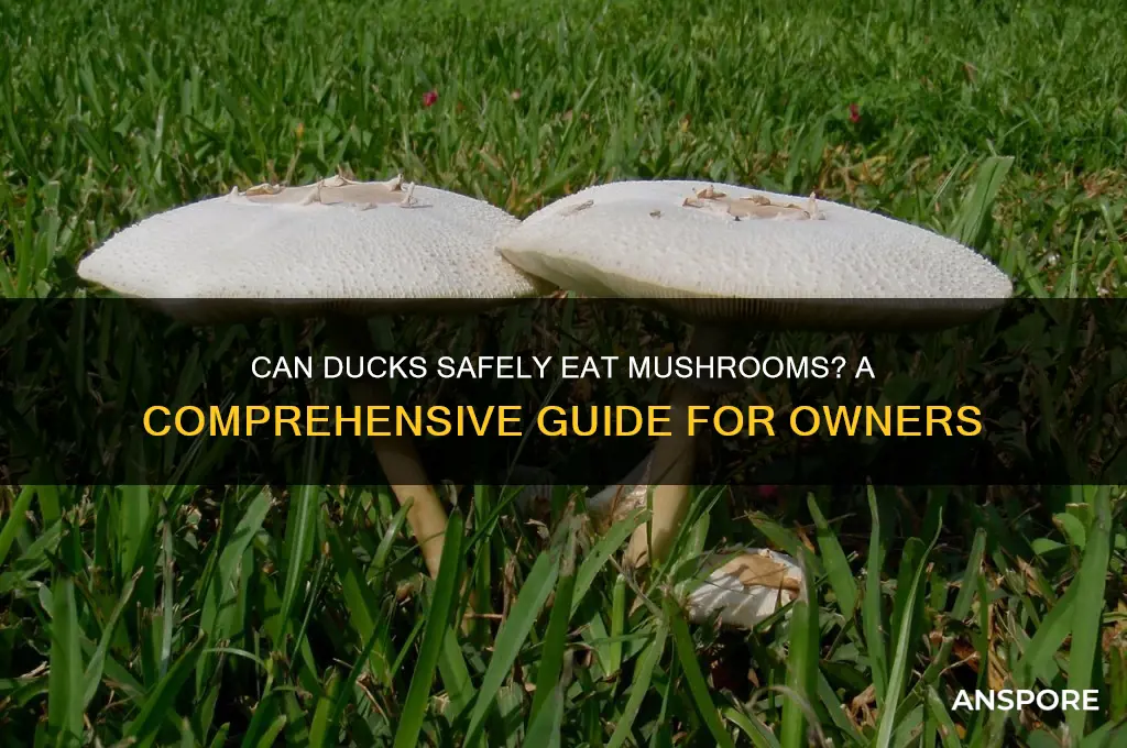 can ducks have mushrooms