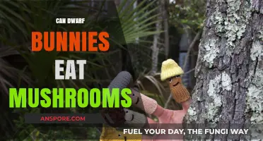 Can Dwarf Bunnies Safely Eat Mushrooms? A Complete Guide