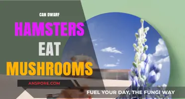 Can Dwarf Hamsters Safely Eat Mushrooms? A Complete Dietary Guide