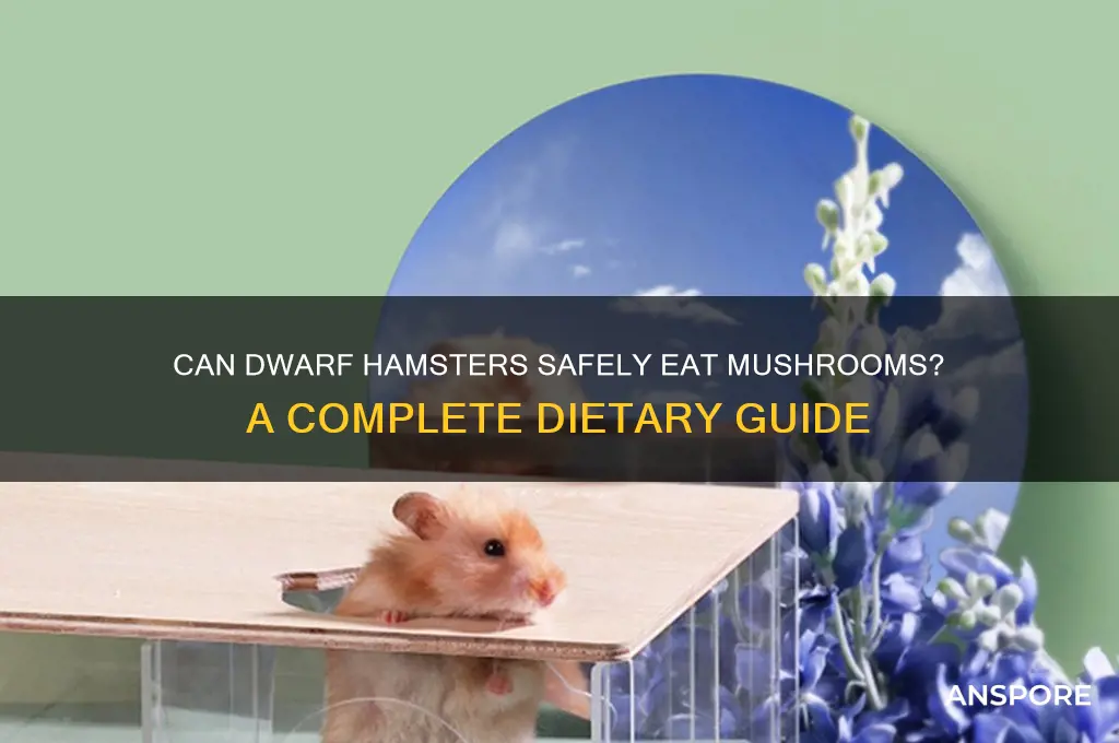 can dwarf hamsters eat mushrooms