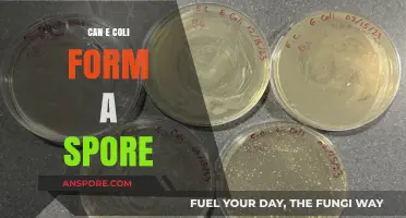 Can E. Coli Form Spores? Unraveling the Bacterial Survival Myth