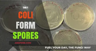 Can E. Coli Form Spores? Unraveling the Bacterial Survival Myth
