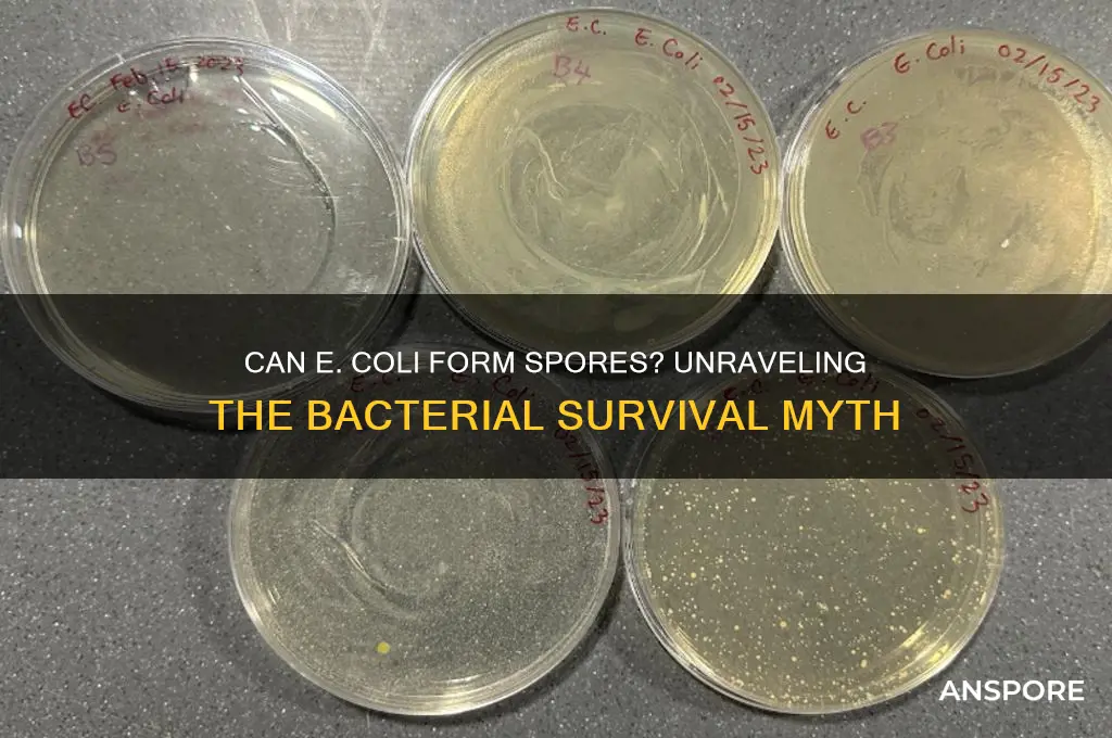 can e coli form spores