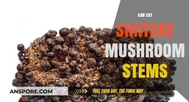 Can You Eat Shiitake Mushroom Stems? A Tasty Guide