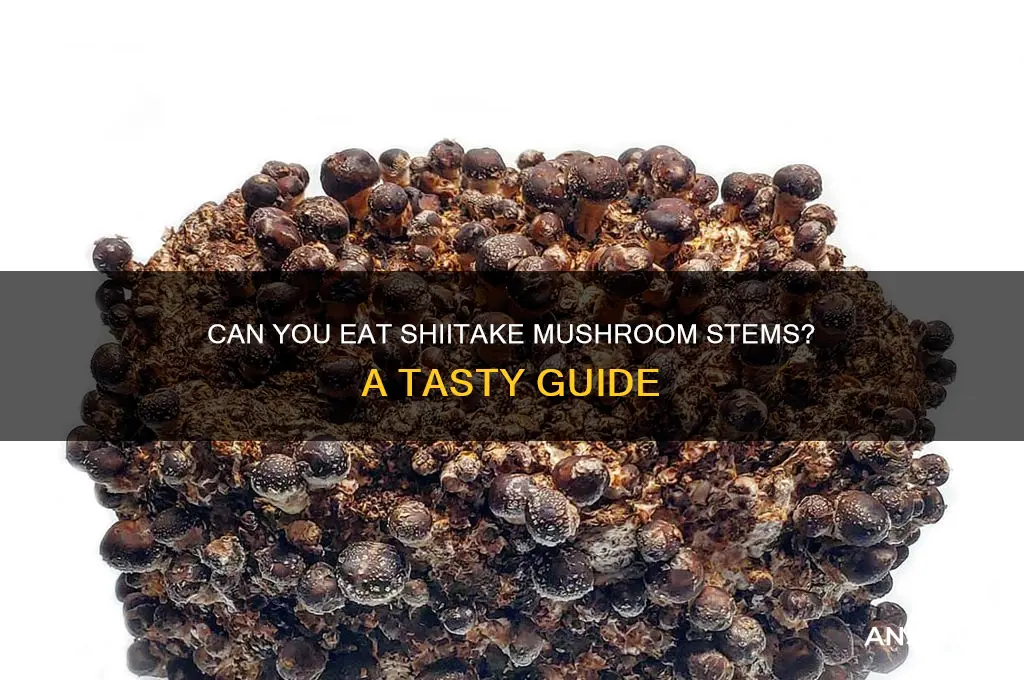 can eat shiitake mushroom stems