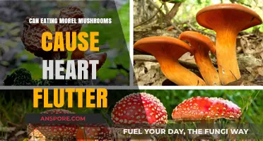Morel Mushrooms and Heart Flutter: Unraveling the Potential Connection