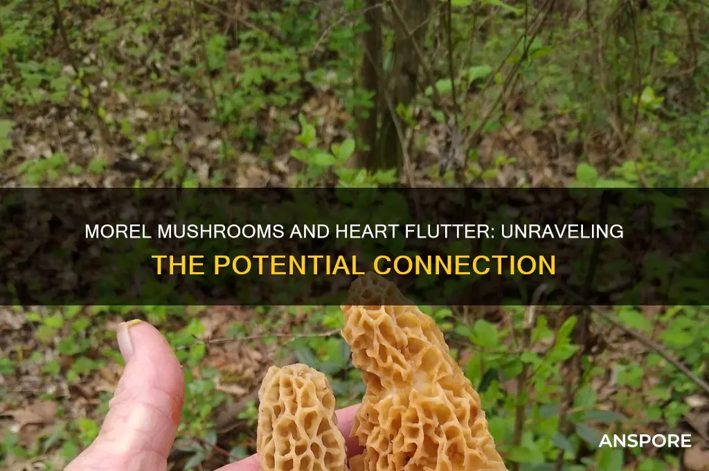 can eating morel mushrooms cause heart flutter