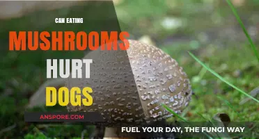 Are Mushrooms Safe for Dogs? Potential Risks and Symptoms