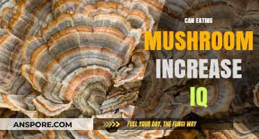 Boost Your Brain Power: Do Mushrooms Enhance Cognitive Abilities?