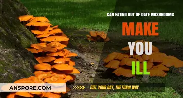 Expired Mushrooms: Risks of Eating Out-of-Date Fungi Explained