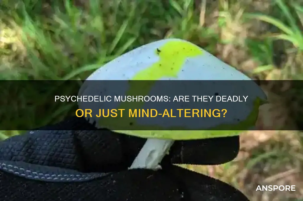 can eating psychelic mushrooms kill you