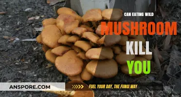 Deadly or Delicious? The Risky Truth About Wild Mushrooms