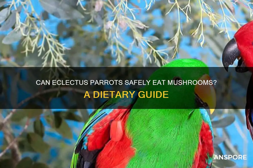 can eclectus parrots eat mushrooms
