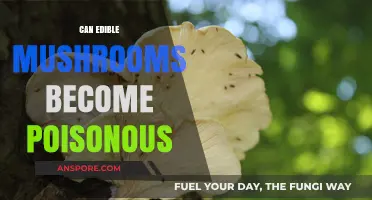 Can Edible Mushrooms Turn Toxic? Understanding Risks and Safety Tips