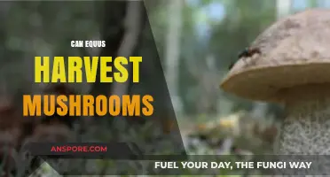 Can Equus Harvest Mushrooms? Exploring Foraging Abilities in Horses