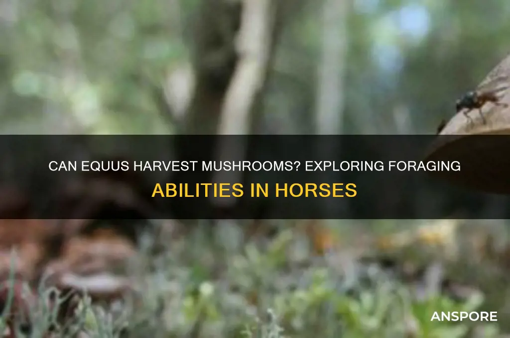can equus harvest mushrooms