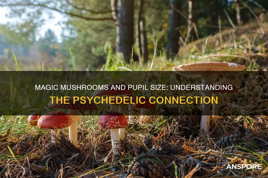 can eye pupils stay smaller on magic mushrooms