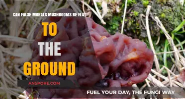 False Morels Mushrooms: Can They Grow Flat on the Ground?