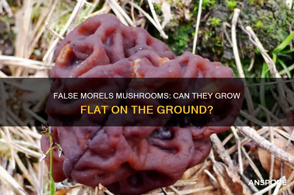 can false morals mushrooms be flat to the ground