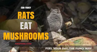 Can Fancy Rats Safely Eat Mushrooms? A Complete Dietary Guide