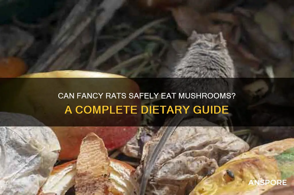 can fancy rats eat mushrooms