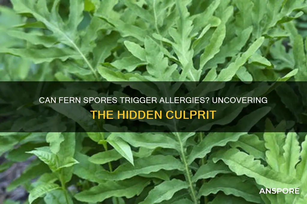 can fern spores cause allergies