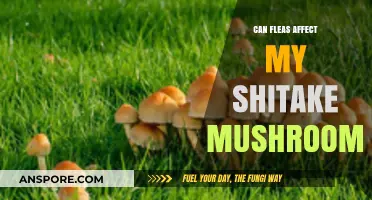 Can Fleas Harm Your Shiitake Mushroom Growth and Yield?
